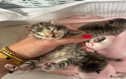 Bengal cats for sale: Manecoon x bengal kittens  - Image 8