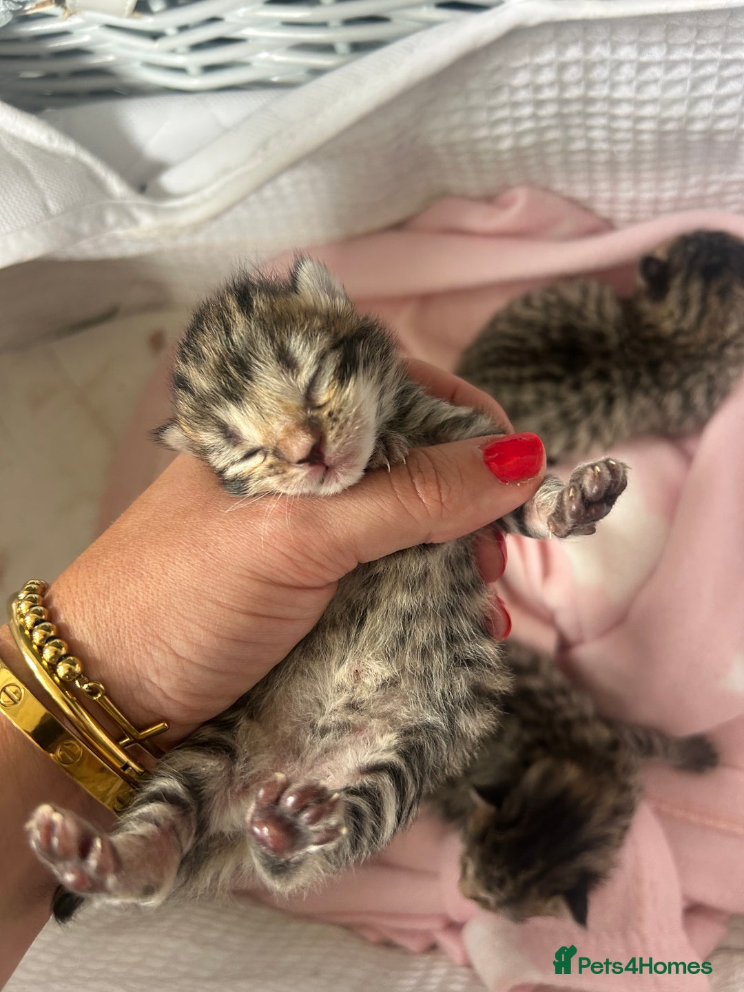 Bengal cats for sale: Manecoon x bengal kittens  - Image 8