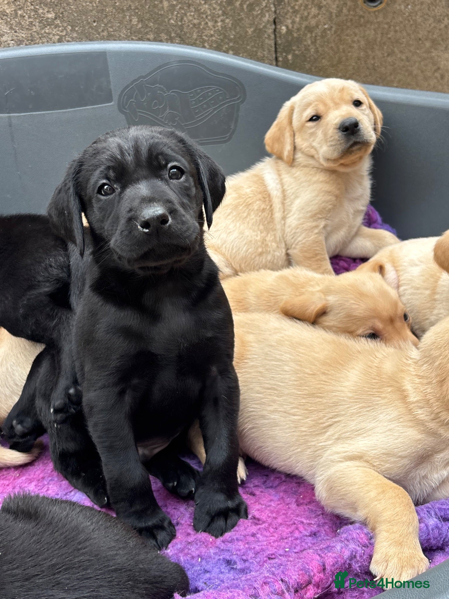 Labrador Retriever dogs Beautiful boy Labrador puppies  - Advert 17