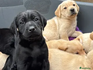 Labrador Retriever dogs Beautiful Labrador puppies - Advert 13