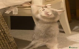 Ragdoll cats for sale: 7 ragdoll cats & kittens  - Image 20