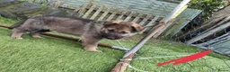 German Shepherd dogs for sale: German Shepherd Puppies  - Advert 15