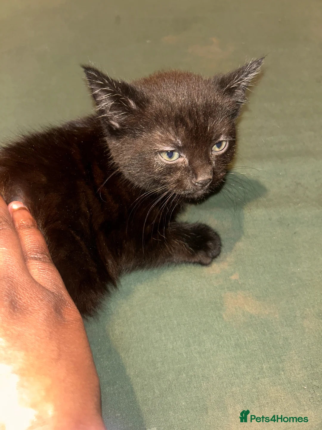 Mixed Breed cats for sale: Black kitten - Advert 1