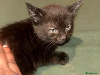 Mixed Breed cats Black kitten - Advert 3