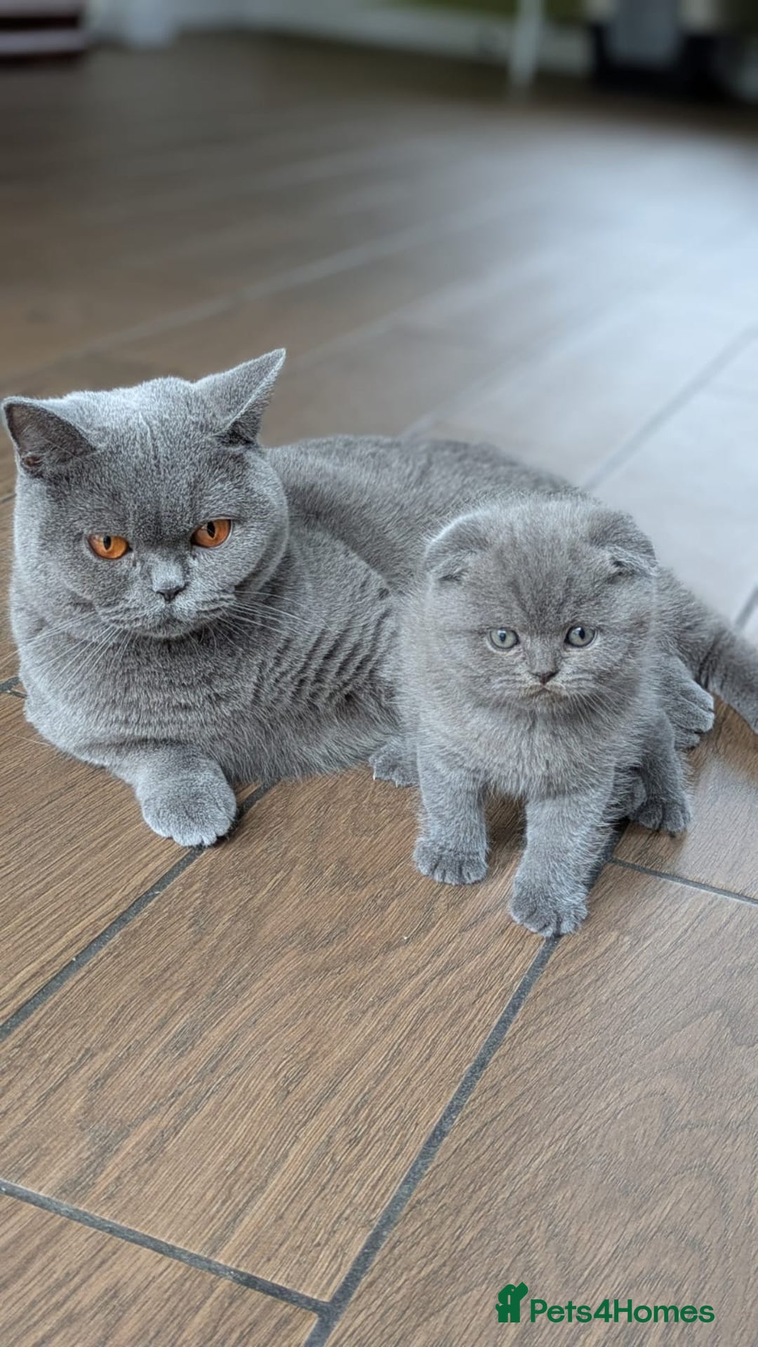 Scottish Fold cats for sale: TICA Reg, Pedigree Scottish Fold male kitten - Advert 4