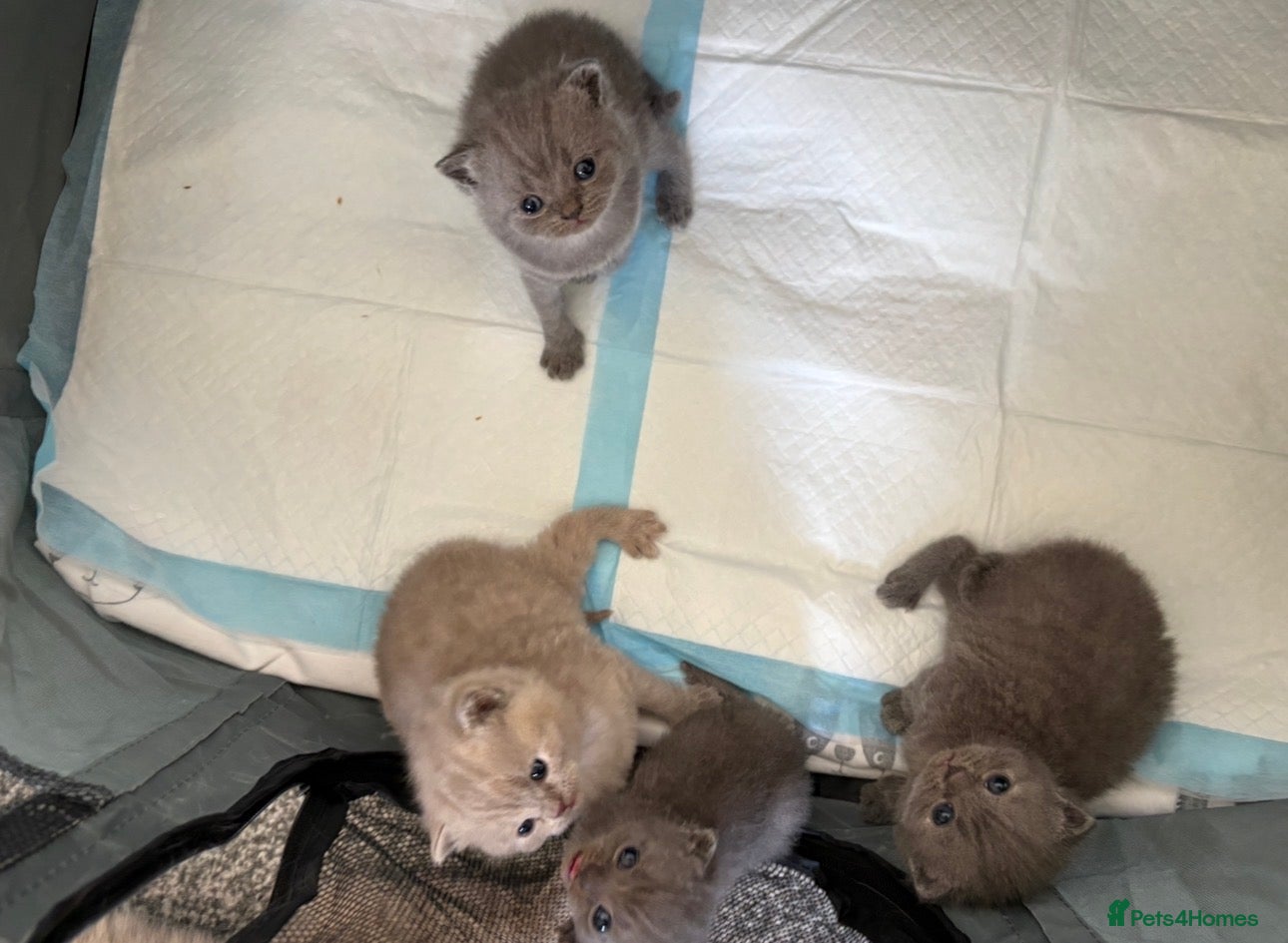 British Shorthair cats 3 Blue and 1 Lilac BSH kittens available  - Advert 1