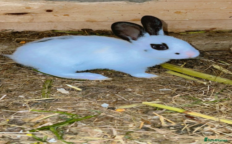 English Spot rabbits - Advert 1
