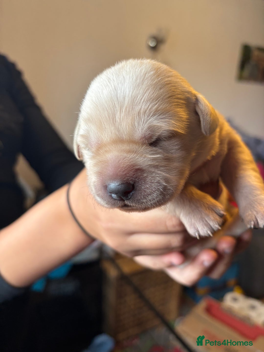 Goldador dogs for sale: Goldador puppies - Image 5