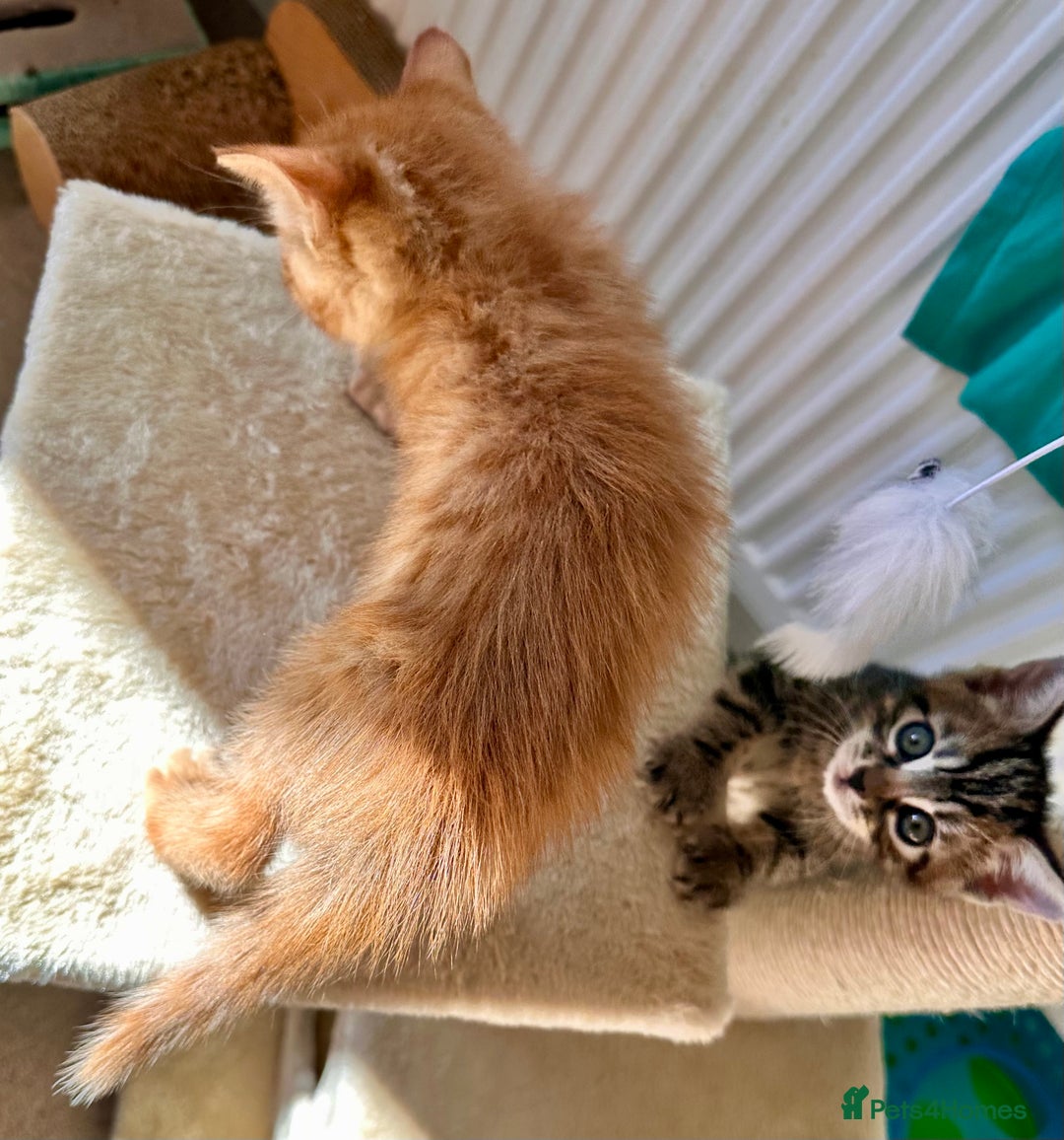 Mixed Breed cats for sale: Amiable bengal mix tabby kittens - Image 13