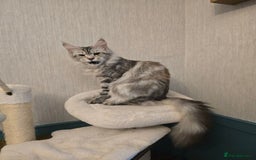 Maine Coon cats for sale: Maine Coon Black Silver Russian Lines - Image 17