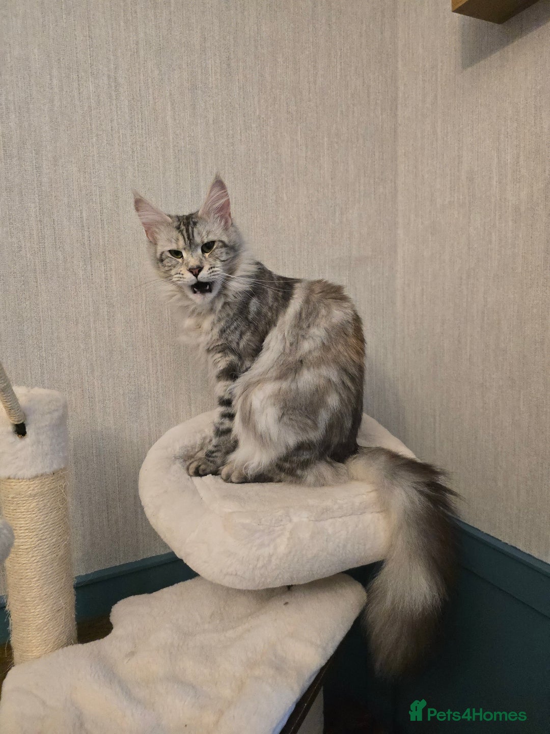 Maine Coon cats for sale: Maine Coon Black Silver Russian Lines - Image 17