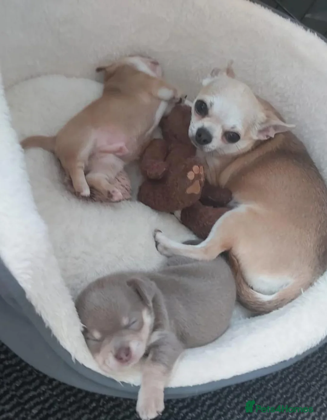 Chihuahua dogs for sale: Beautiful Chihuahua Puppies in Bristol - Advert 11