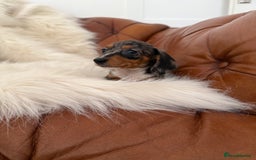 Miniature Dachshund dogs for sale: Stunning Silver & Chocolate Dapple Miniatures - Image 4