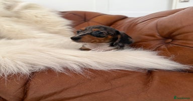 Miniature Dachshund dogs - Advert 2
