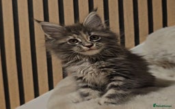 Maine Coon cats for sale: GCCF Registered Pedigree Maine Coon Kittens - Image 1