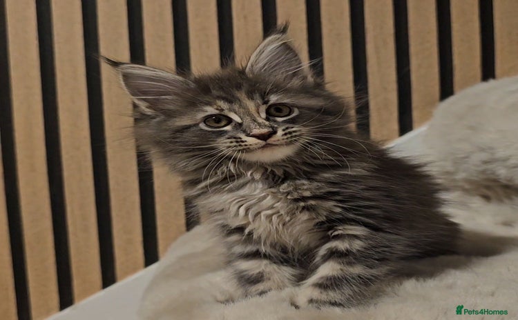 Maine Coon cats - Advert 4