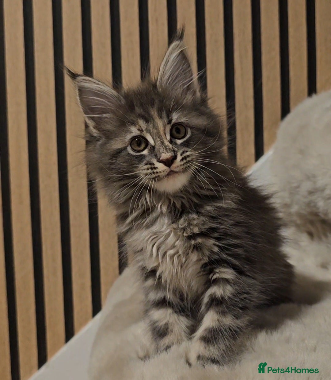 Maine Coon cats for sale: GCCF Registered Pedigree Maine Coon Kittens - Image 1