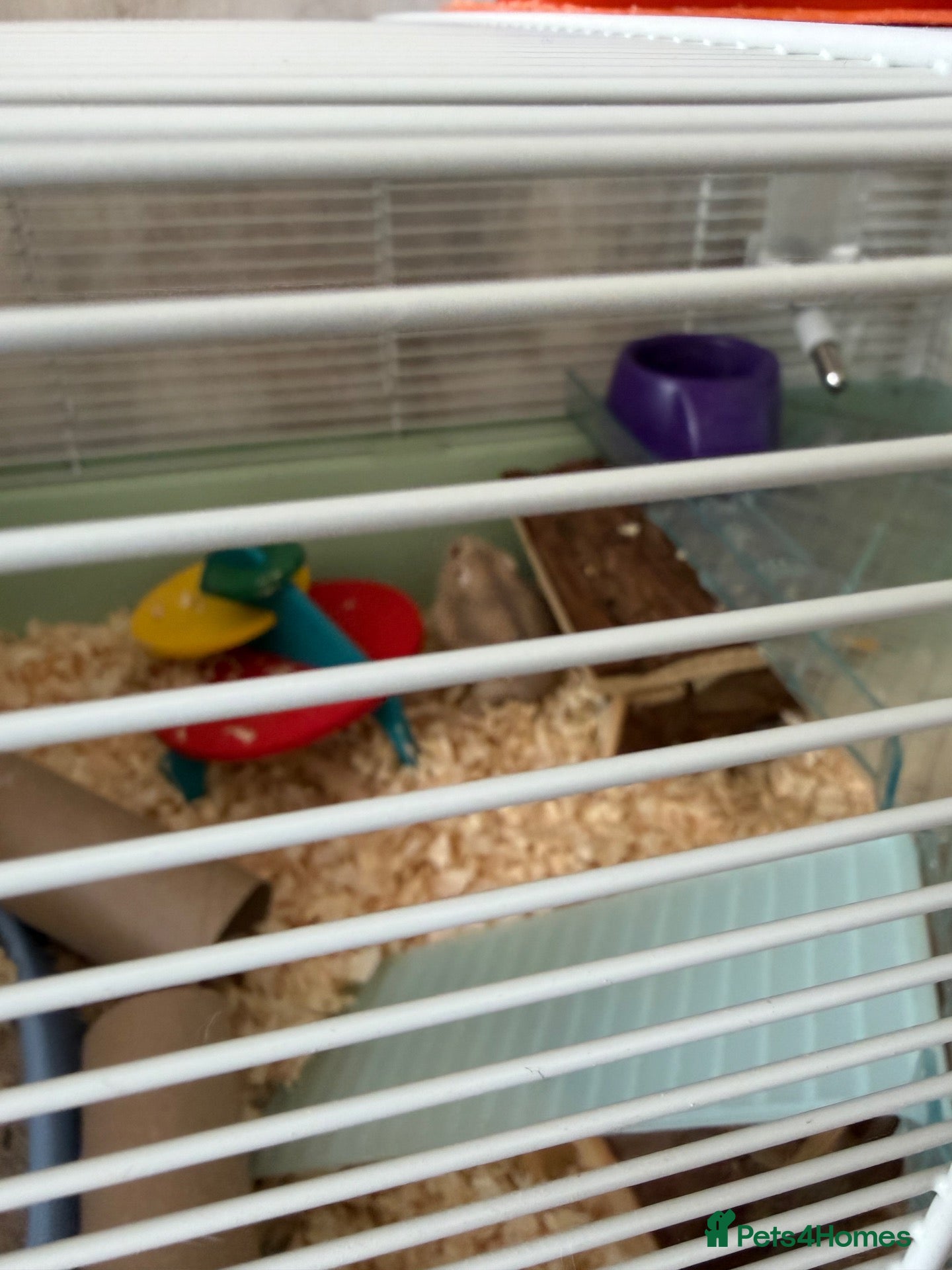 Hamster rodents Dwarf hamster  - Advert 1