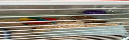 Hamster rodents for sale: Dwarf hamster  - Advert 1