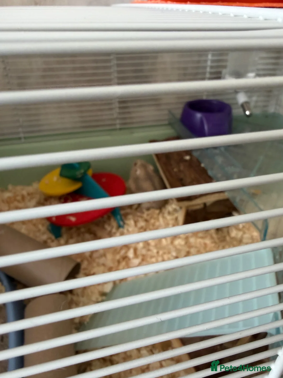 Hamster rodents for sale: Dwarf hamster  - Advert 1