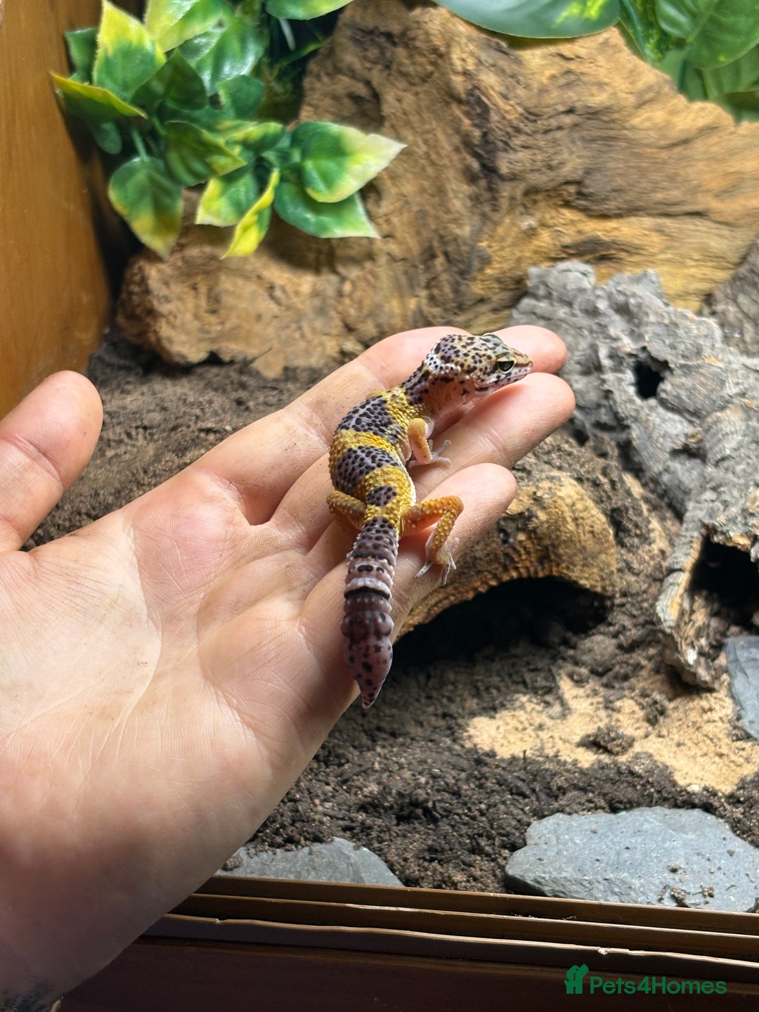 Leopard Gecko reptiles for sale: juvenile leopard gecko  - Image 1