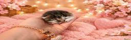 Mixed Breed cats for sale: 🐾 Beautiful Maine Coon × Shorthair Kittens 🐾 - Advert 7