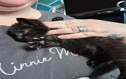 Bombay cats for sale: Female kitten - Image 3