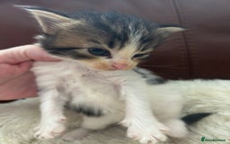 Maine Coon cats for sale: Unique Maine Coon Cross Kittens - Image 11