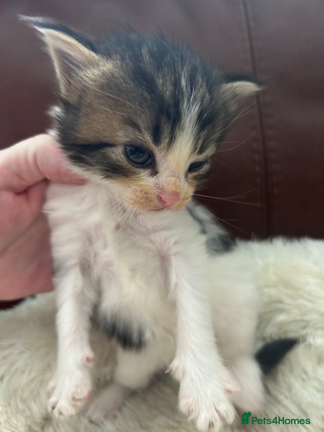 Maine Coon cats for sale: Unique Maine Coon Cross Kittens - Image 11