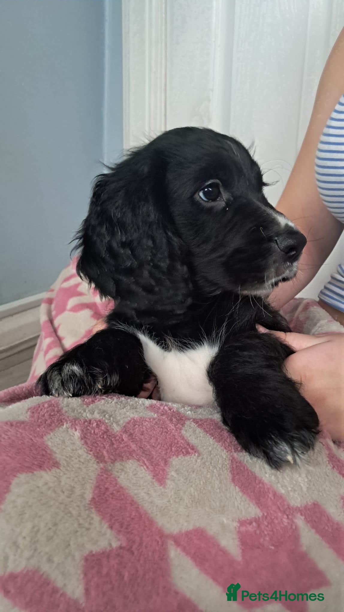 Cocker Spaniel dogs Ready. Adorable Cocker spaniel puppies  - Advert 1