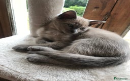 Tonkinese cats for sale: Superb Tonkdoll Kittens - Image 2