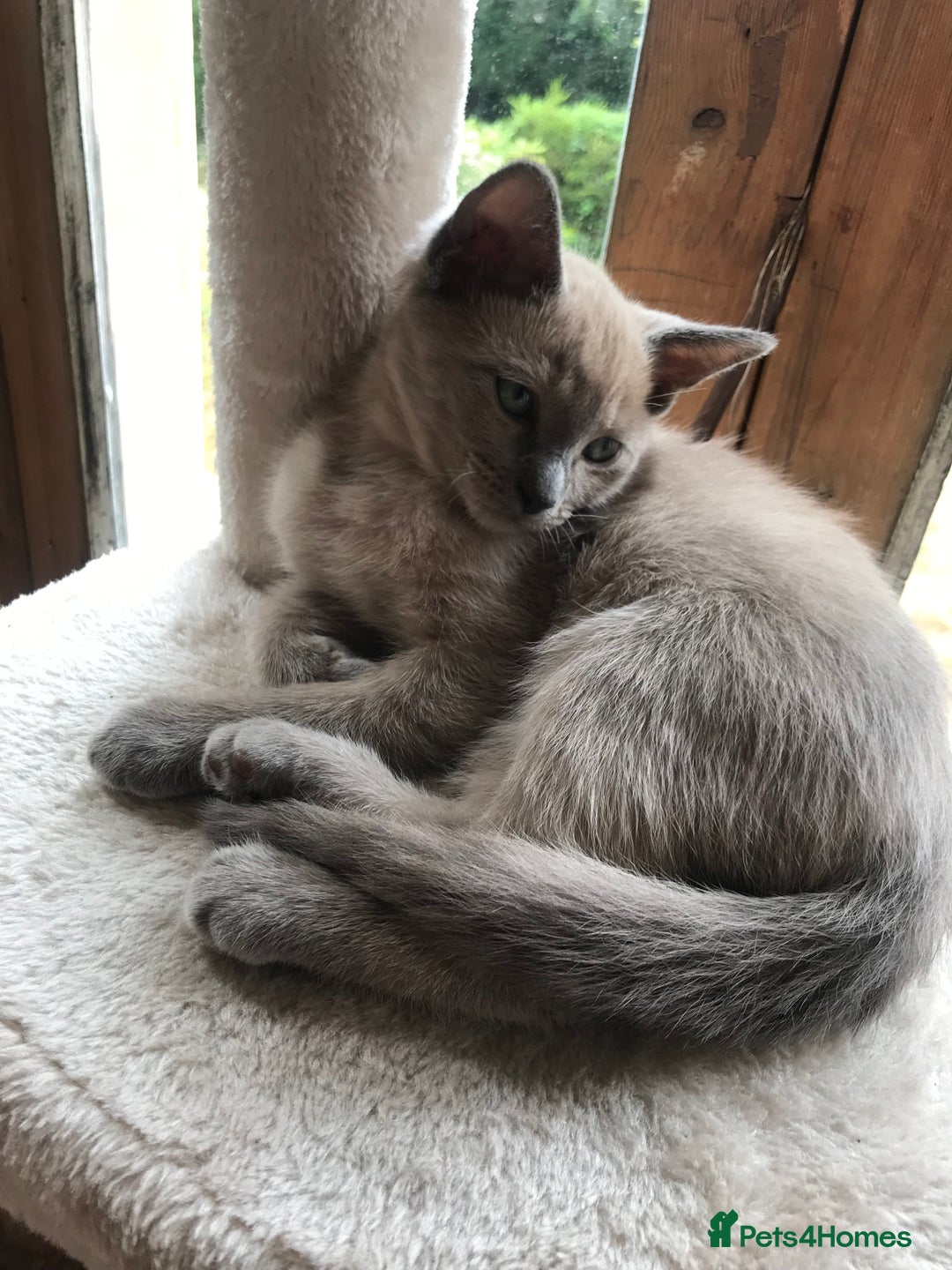 Tonkinese cats for sale: Superb Tonkdoll Kittens - Image 2