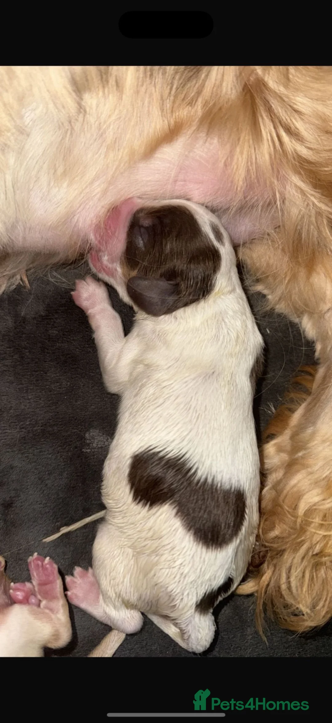Cocker Spaniel dogs for sale: Clover Spaniels KC Registered Show Cocker Puppies - Advert 5