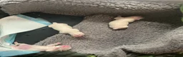Malshi dogs for sale: Malshi Pups - Advert 12