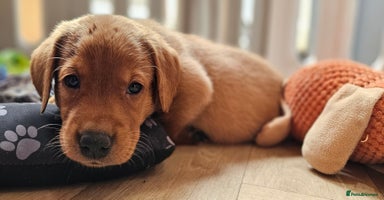Labrador Retriever dogs - Advert 12