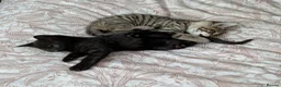 Bengal cats for sale: Bengal kittens Ready to leave now  - Advert 6