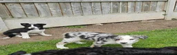 Border Collie dogs for sale: Beautiful Blue Merle Border Collie pups - Advert 6