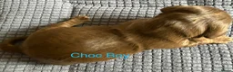 Miniature Dachshund dogs for sale: Four Beautiful Miniature Dachshund Puppies - Advert 25