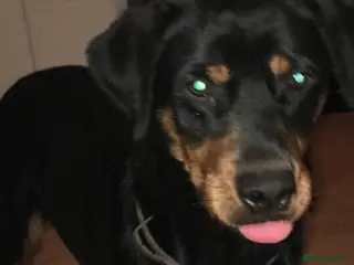 Rottweiler dogs Rottweiler puppies - Advert 1