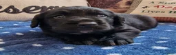 Springador dogs for sale: BEAUTIFUL SPRINGADOR PUPPIES - Advert 13
