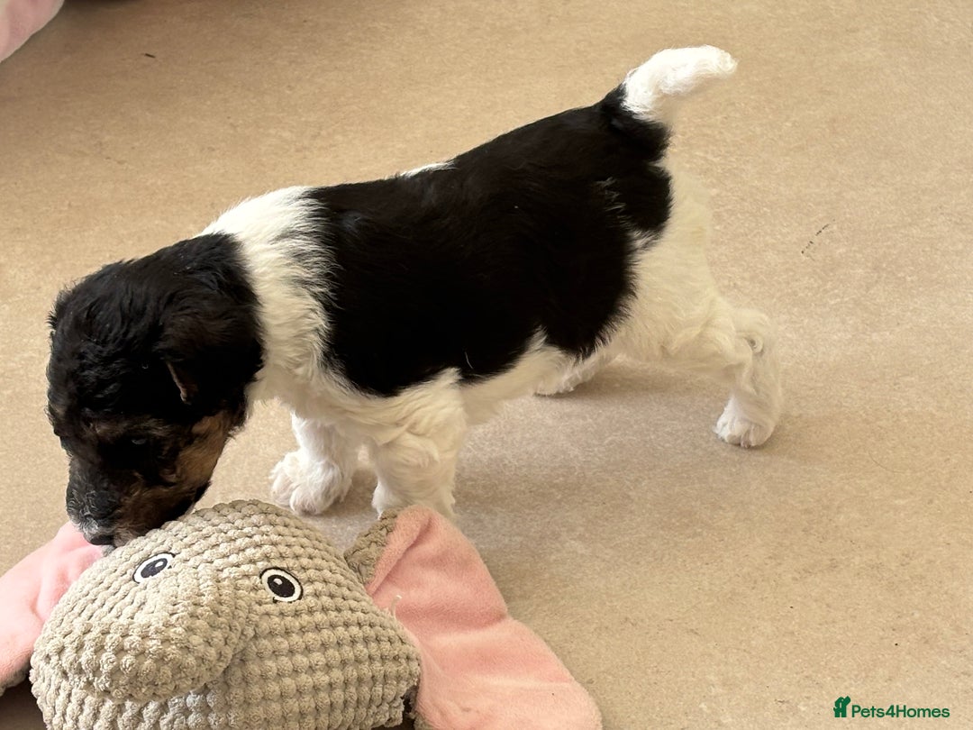 Fox Terrier dogs for sale: Stunning wire fox terrier puppies  - Image 16