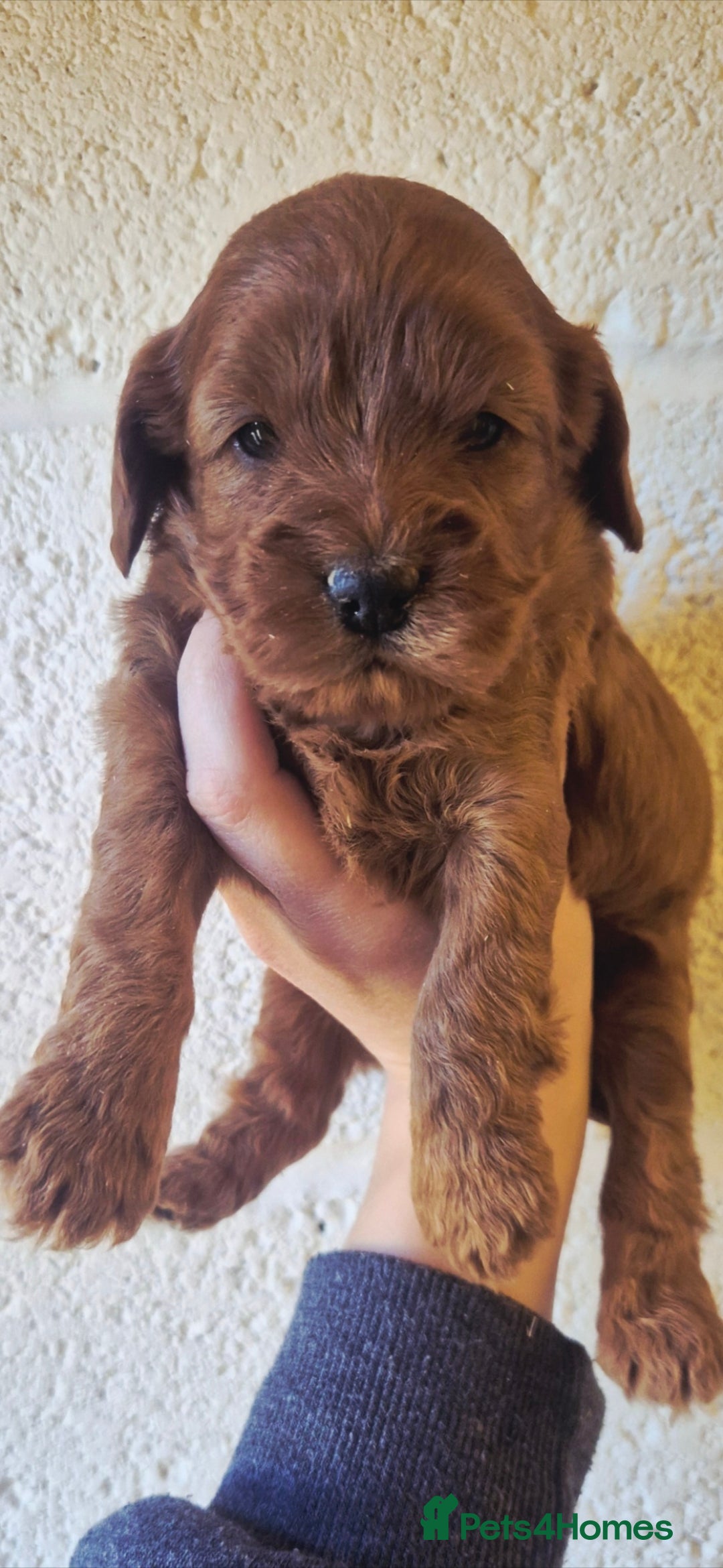 Cockapoo dogs *EXTENSIVELY HEALTH TESTED F1 SHOW COCKERPOO* - Advert 11