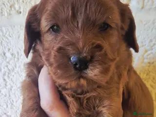 Cockapoo dogs *EXTENSIVELY HEALTH TESTED F1 SHOW COCKERPOO* - Advert 11