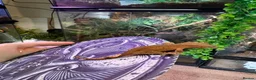 Gecko reptiles for sale: Baby Crested gecko  - Advert 3