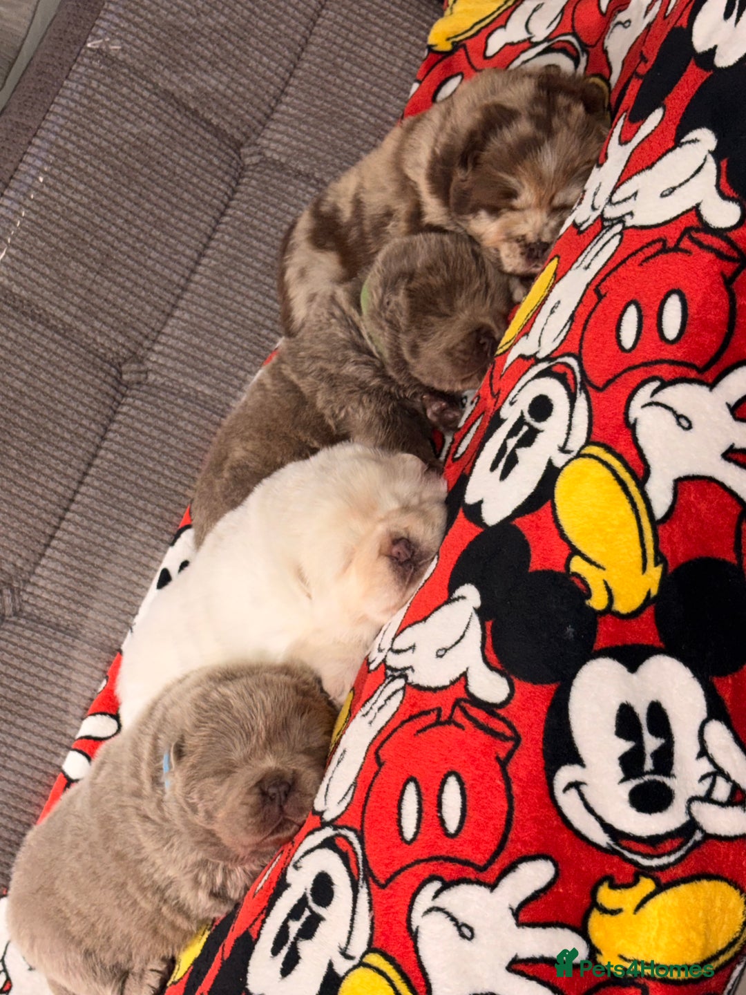 Chow Chow dogs for sale: Merle Chow chow puppies  - Advert 1