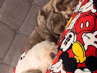 Chow Chow dogs Merle Chow chow puppies - Advert 4