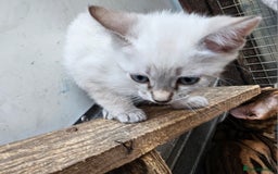 Bengal cats for sale: Cuddly charity donation pay monthly - Image 4