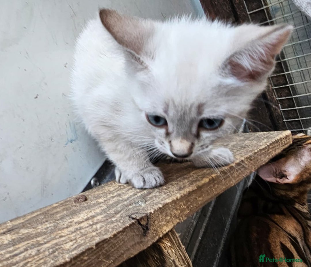 Bengal cats for sale: Cuddly charity donation pay monthly - Image 4