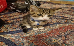 Bengal cats for sale: Bengal Kittens ( 14 WEEKS OLD )  - Image 8