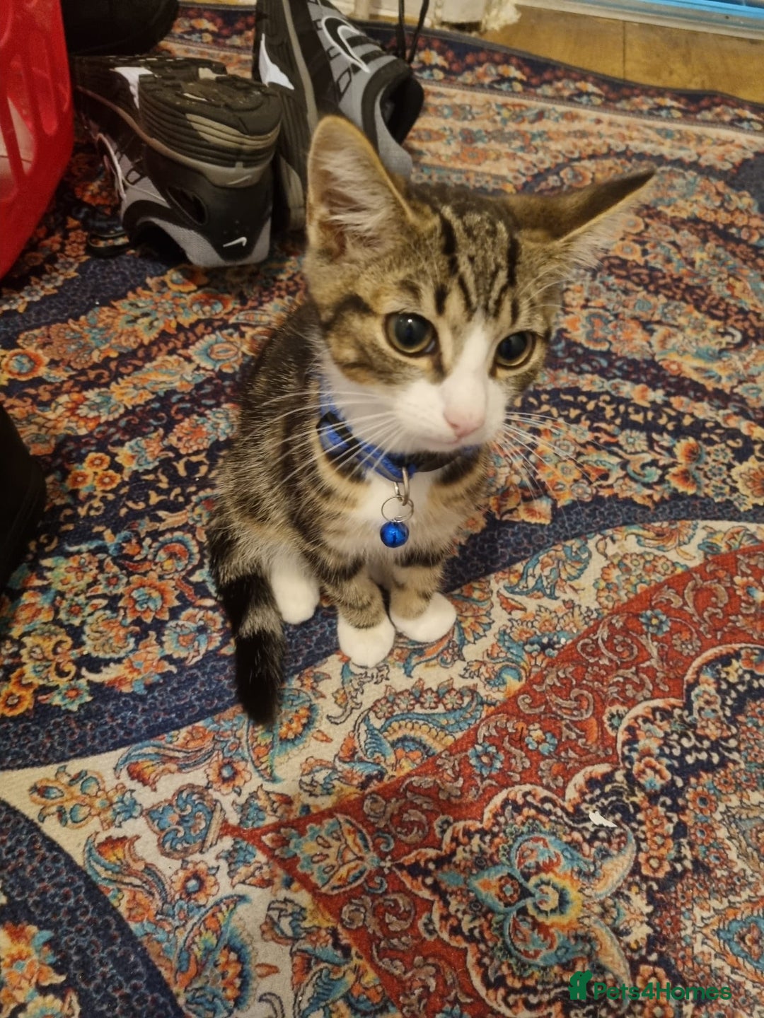 Bengal cats for sale: Bengal Kittens ( 14 WEEKS OLD )  - Image 8